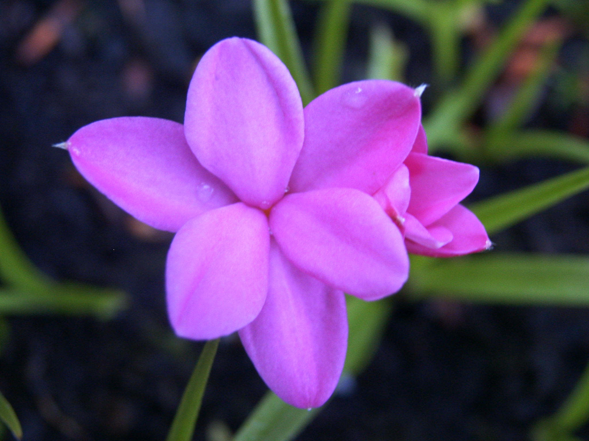 Rhodohypoxis baurii 'Jeanette'